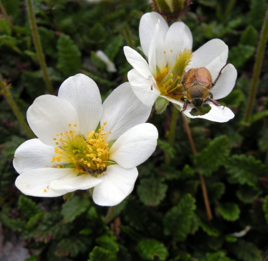 Dryas octopetala / Camedrio alpino